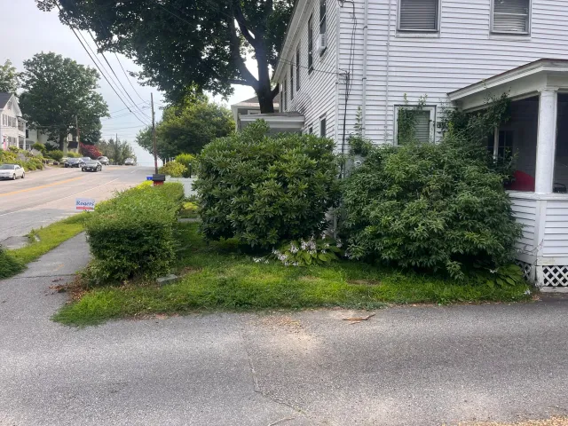 Over grown shrubs