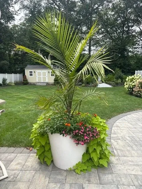 A white planter on a patio holds a palm tree, surrounded by green and flowering plants, set against a grassy yard and trees.