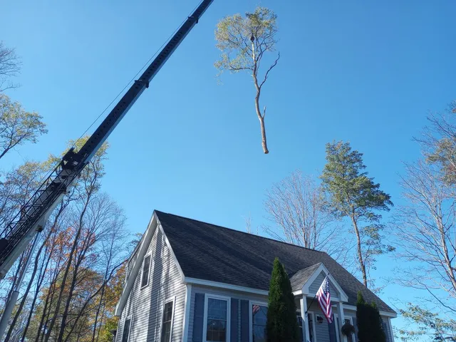 Northeast Forest Services work photo