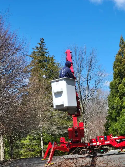 Tree Removal Connecticut