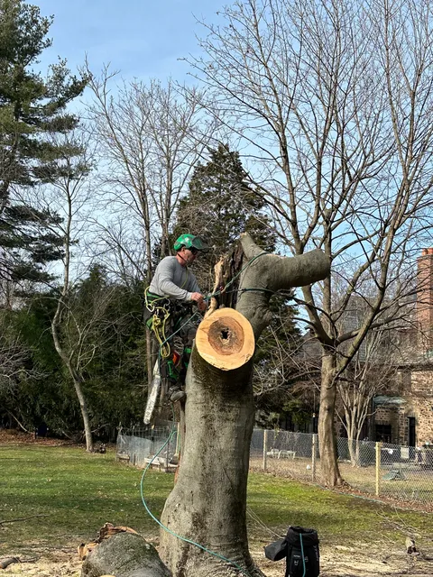 White Oak Tree & Landscaping work photo