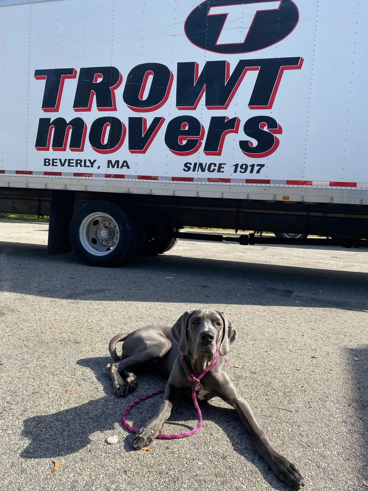 Trowt Movers