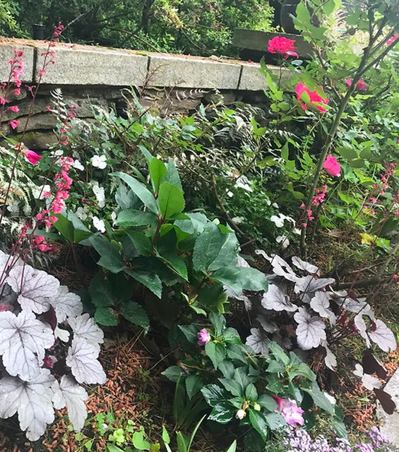 A garden with pink and white flowers, green leaves, and a stone edging in the background.