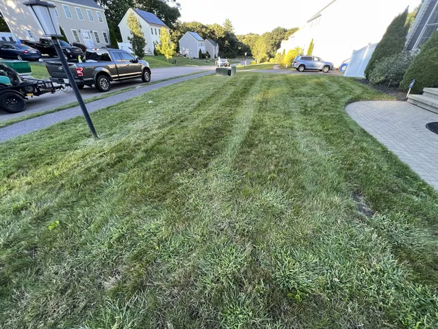 Lawn after treatment program — improved turf density, richer green color, and stronger growth