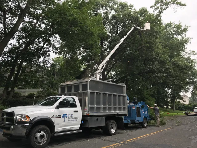 T and D Tree Service work photo