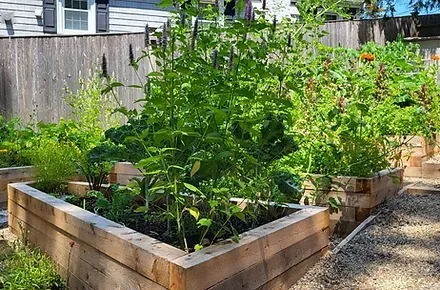 raised beds