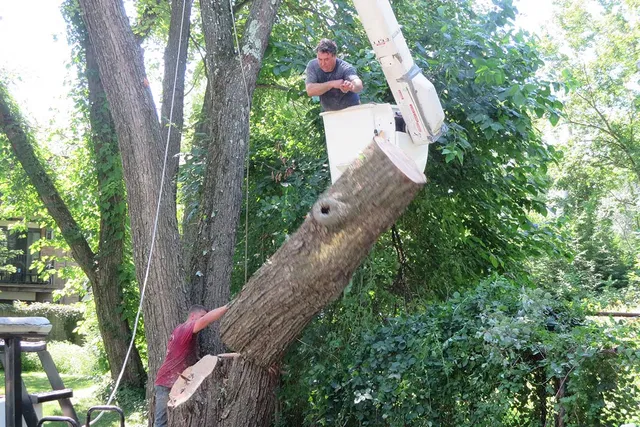 work photo from clearviewtreeserv.com