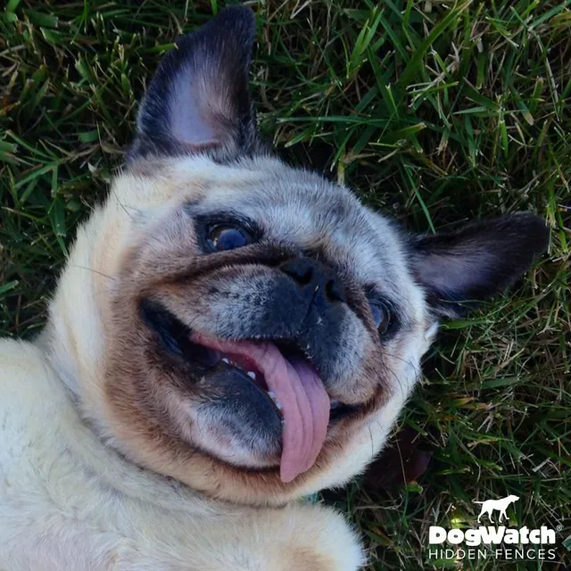 work photo from dogwatchsystems.com
