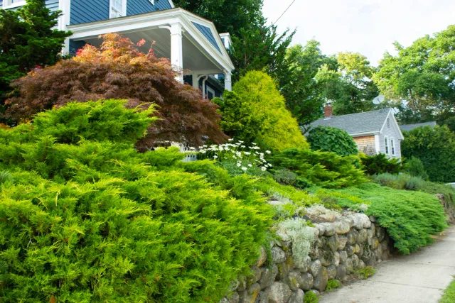 Spring Protection for Holly, Rhododendrons, Azaleas, and Boxwoods