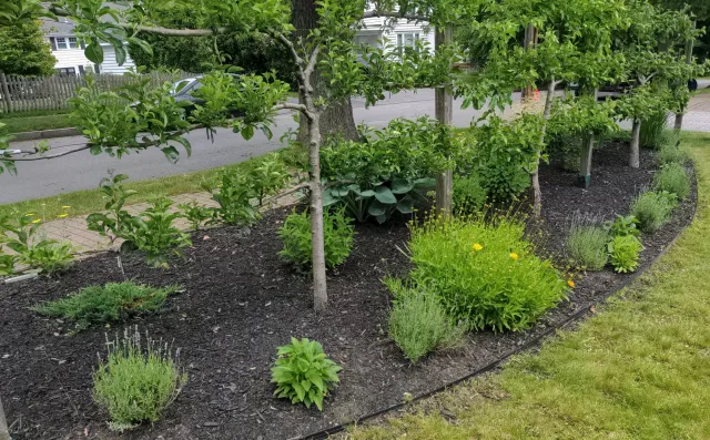 A garden bed with small trees, shrubs, and flowering plants along a sidewalk. There are mulch-covered areas and a curb, with a street and houses in the background.