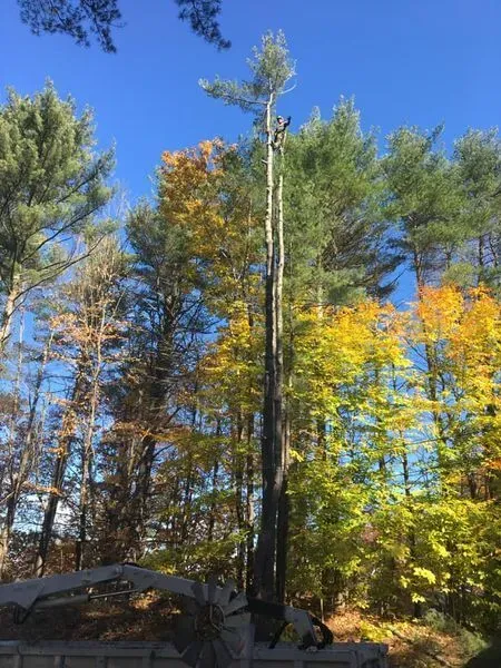 Tall, dead tree trunk with a few branches against a backdrop of fall foliage and blue sky.