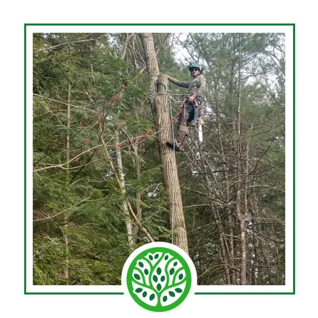 Services | Jacoby Tree Services - Winchendon, MA
