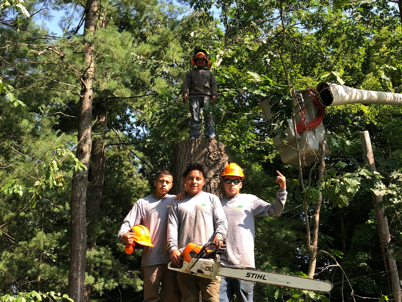 Anthony Tree Services & Landscaping