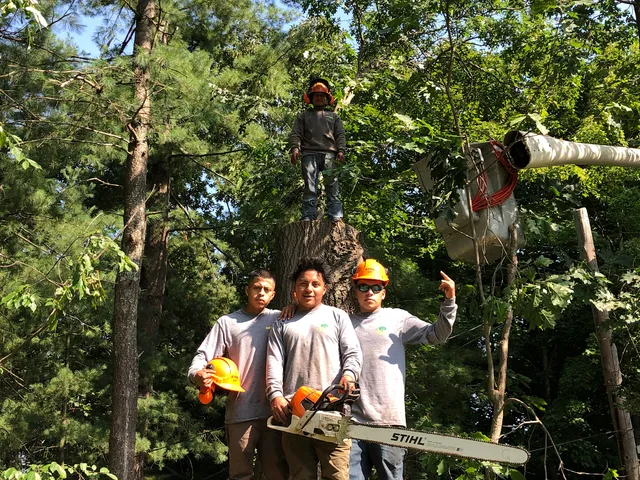 Anthony Tree Services & Landscaping