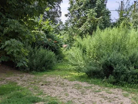 before clearing brush along a pathway