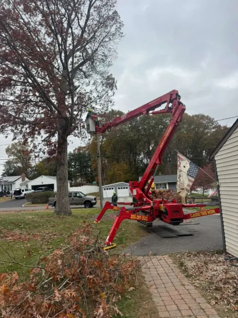 work photo from claudiotreeservice.com