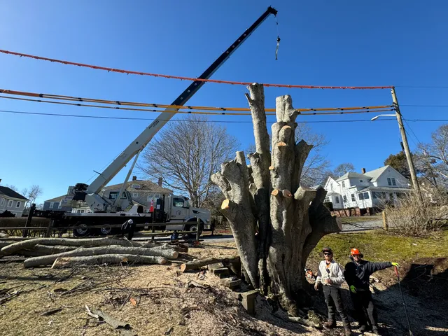 JSK Tree Care work photo