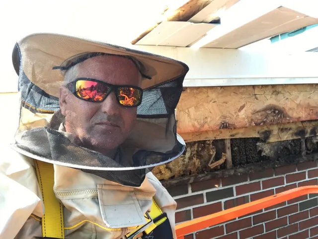 Maine Honeybee Man work photo