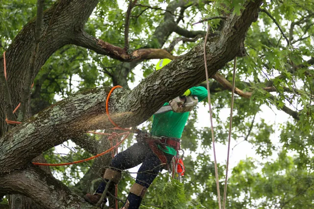 Why Summer Is the Best Time for Planned Tree Removal in Connecticut