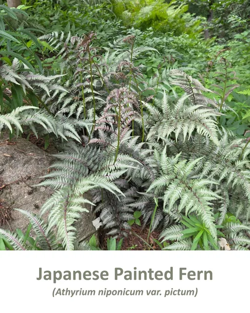 If you've got a shady spot in your yard, don't overlook ferns. 🌿 They're easy to grow, add tons of texture, and make the garden feel lush all season long.

We're especially loving Japanese Painted Fern, Brilliance Fern, Ghost Fern, Victoria Lady Fern, and Hay-Scented Ferns. Each one has its own unique look, but they all shine in part shade/shade.

Do you have a favorite fern, or are you looking for one to try? 🍃