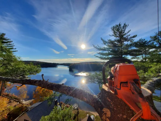 A tree is being cut down by a chainsaw with a lake in the background