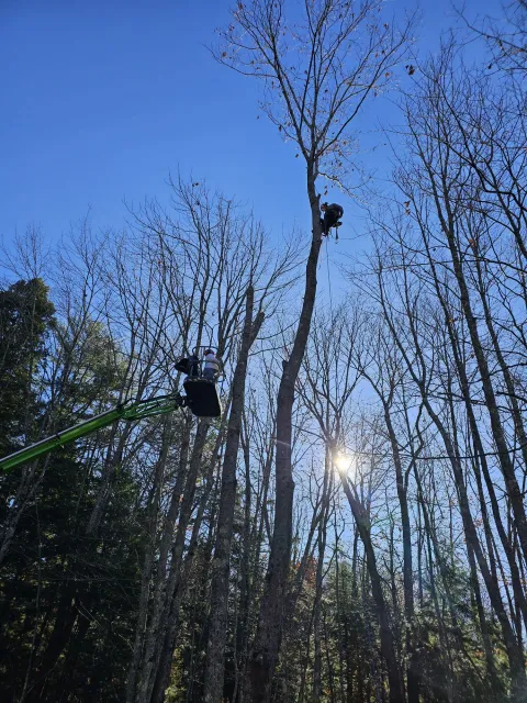 work photo from blackbeartreemaine.com