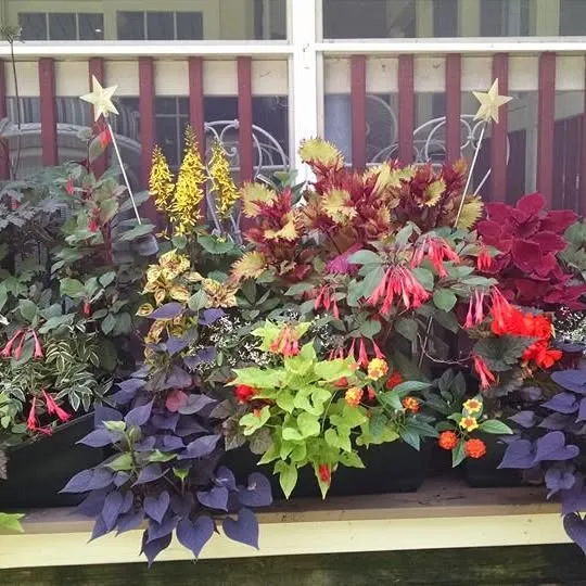 Morning Glory Gardeners researched project photo