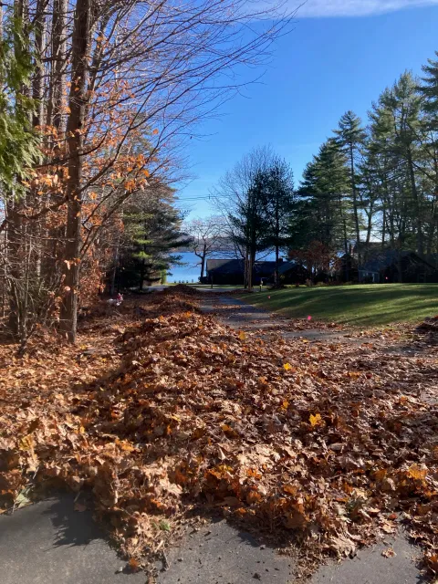 Leaf removal, before