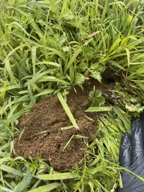 Green Arrow Pest Management, LLC work photo