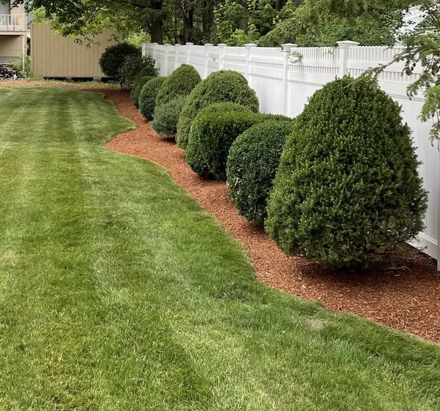 Professional lawn maintenance with perfectly shaped hedges and red mulch border