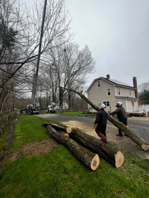Workers in safety gear remove fallen tree branches from a yard with a house in the background, using a bucket truck and chainsaw in a cloudy, wooded area.