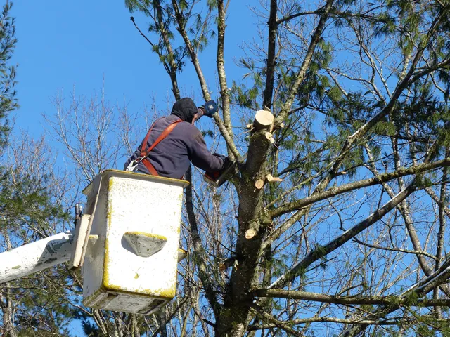 Wicked Timber work photo