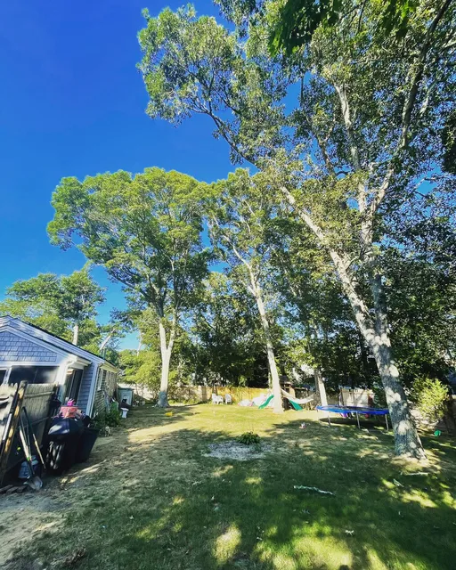 Tree services