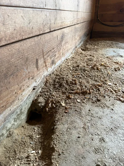 Rodent entry burrow beneath interior wooden wall base