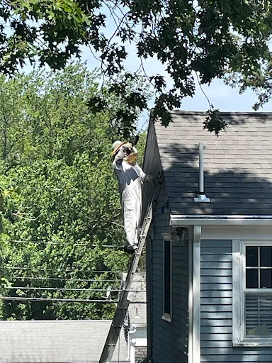 Yankee Pest Control work photo