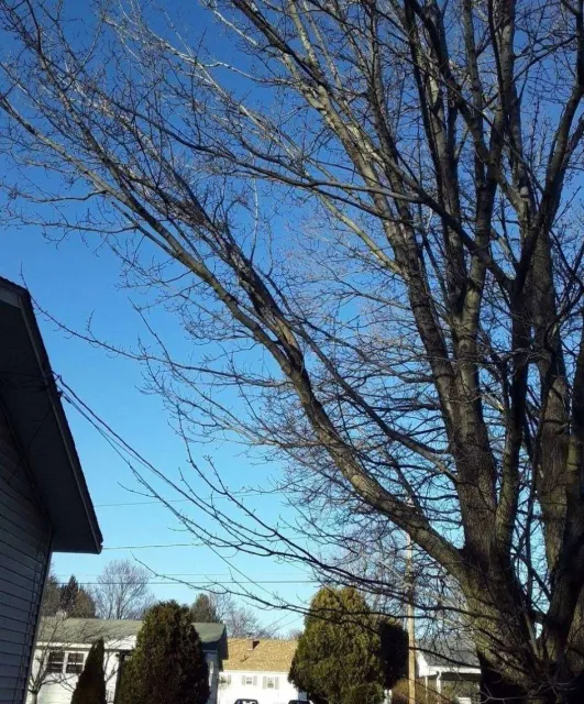Leafless tree against clear blue sky in suburb.