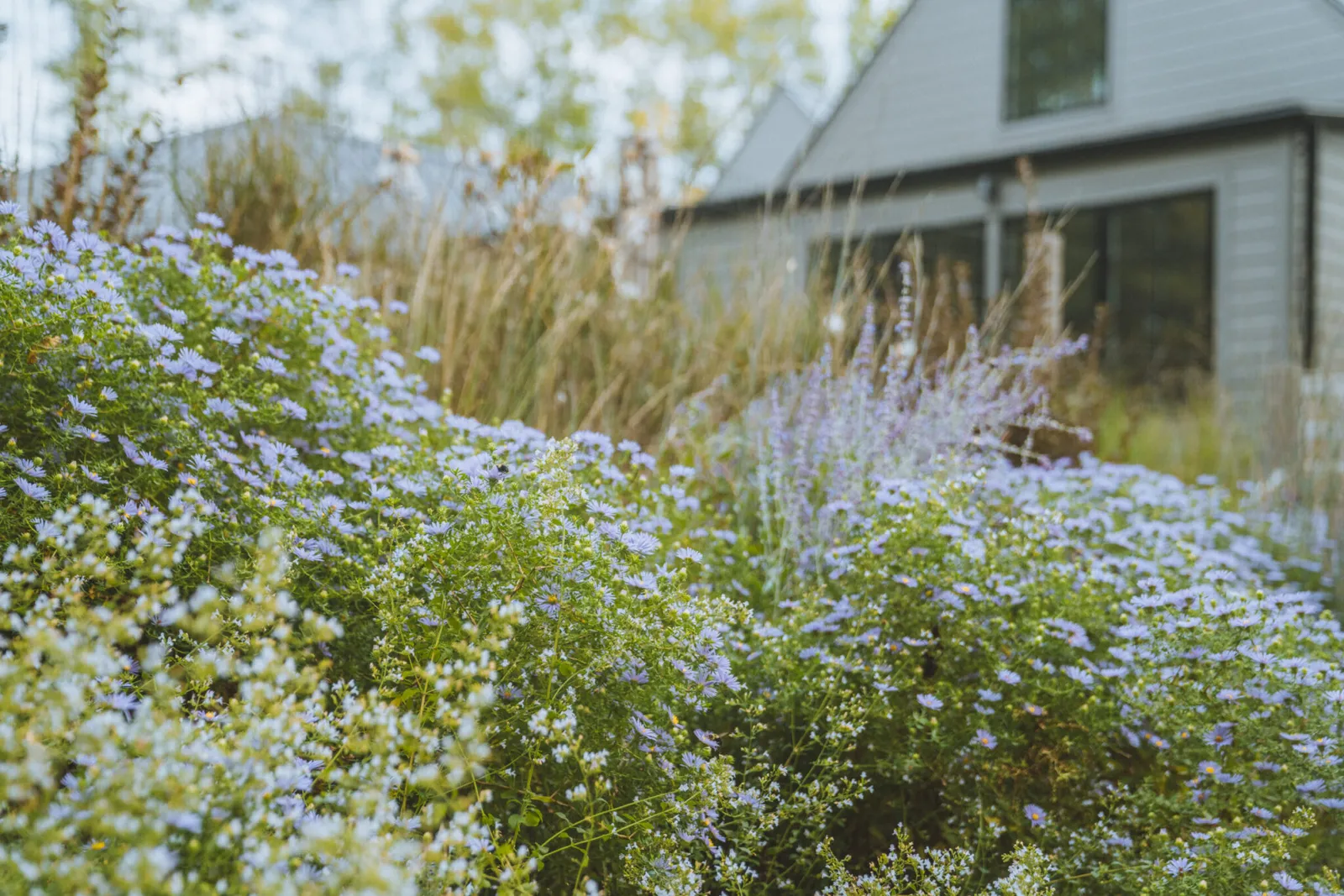 Purple asters and tall grasses bloom in front of a gray gabled house