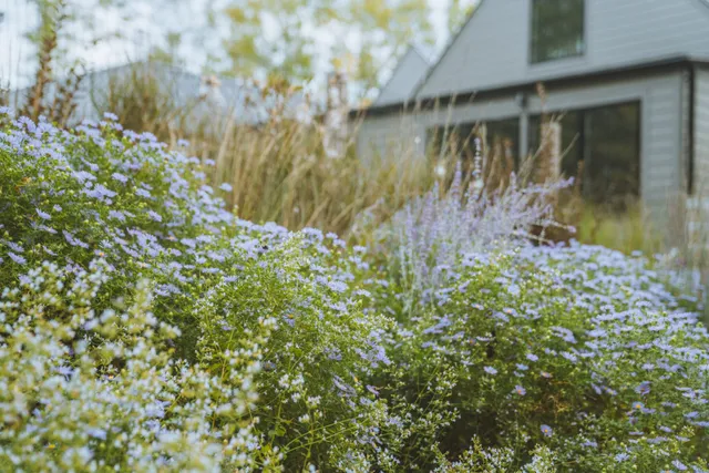 Purple asters and tall grasses bloom in front of a gray gabled house