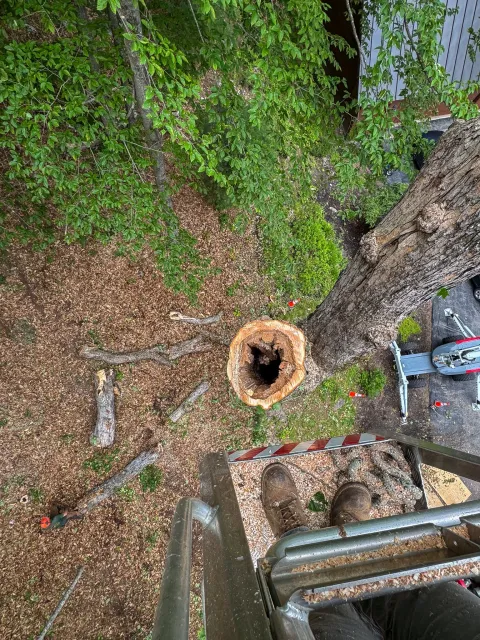View from a tree trimming platform looking down at a cut tree trunk with a bucket truck and workers below, surrounded by green leaves, branches, and logs. Tree Service Maine, Learned Tree Service