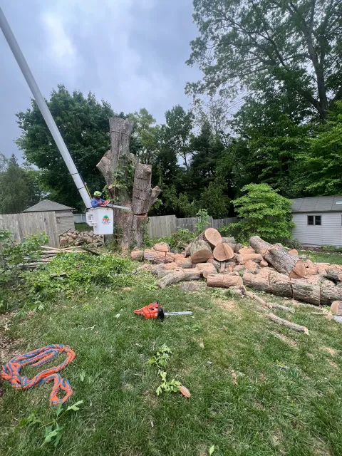 work photo from mmtreeservicellc.com