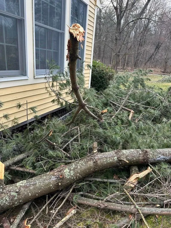 Tree Removal
