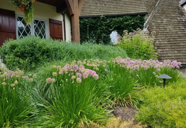 A lush garden bed with pink flower clusters in front of a stone building with brown shutters and a dark roof.