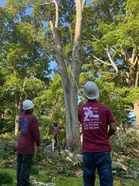 work photo from emltreeservices.com