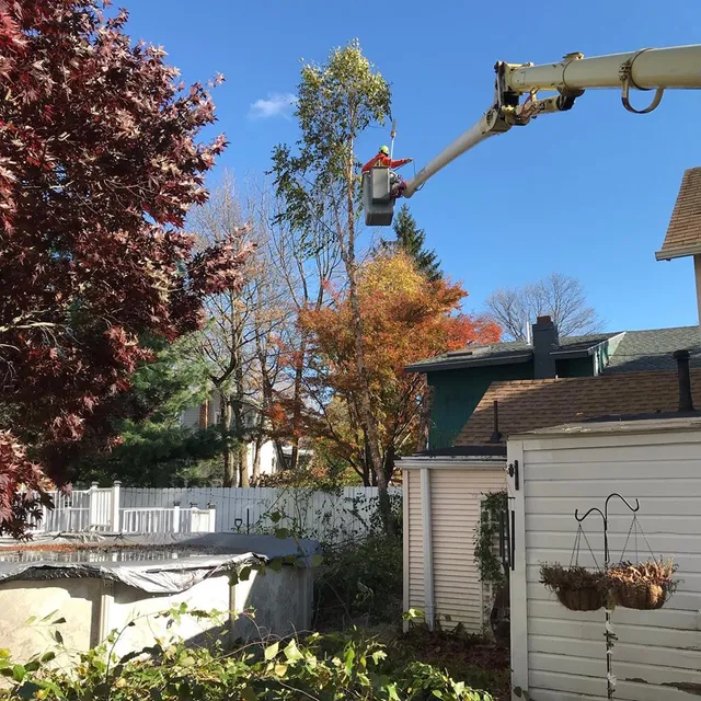 Spinells Lawn and Tree LLC work photo