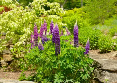 work photo from apexhorticulturedesign.com