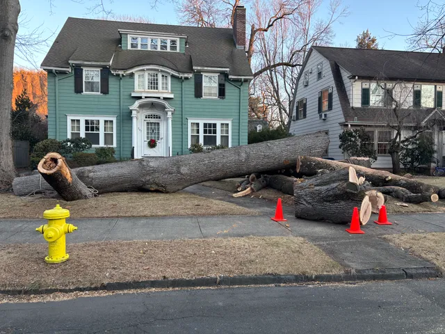 Lars Tree Service work photo