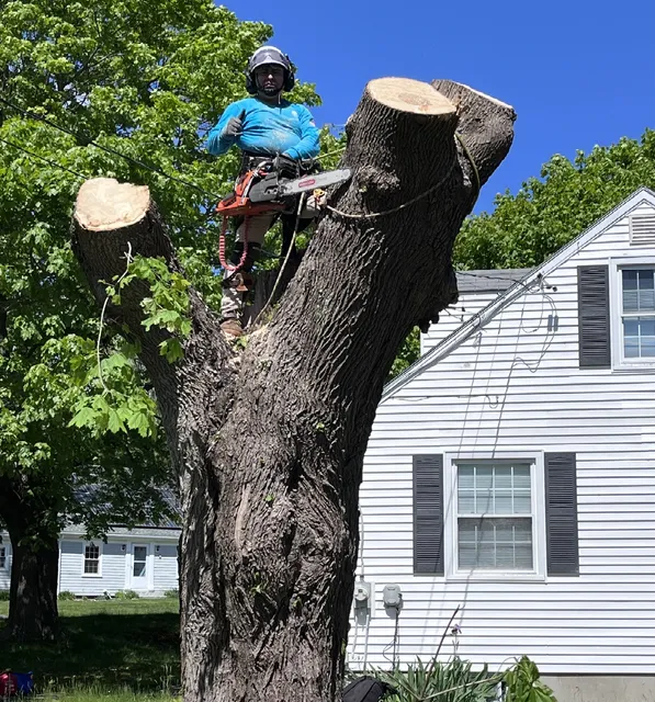 DMC Tree Service Removal work photo