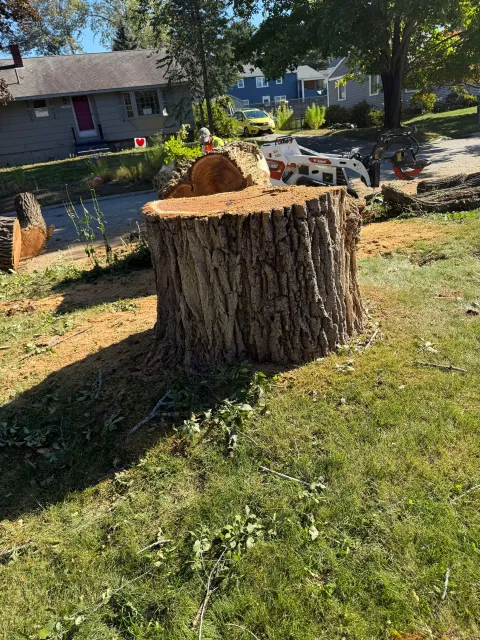 work photo from saldanatreeserviceslandscaping.com