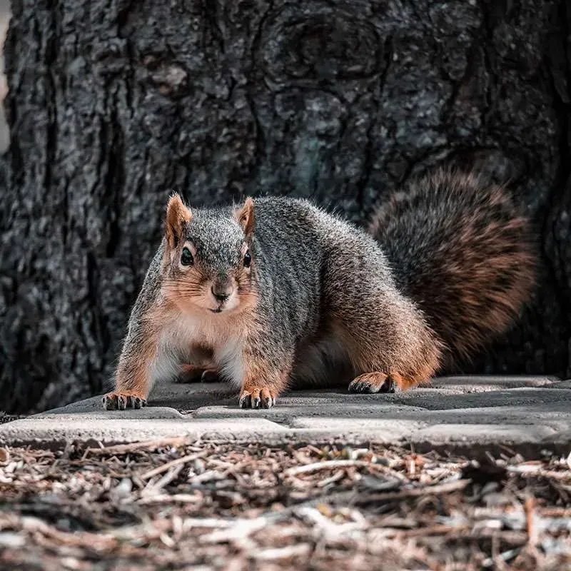 Alert squirrel on forest floor near tree trunk.