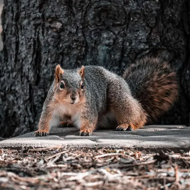 Alert squirrel on forest floor near tree trunk.